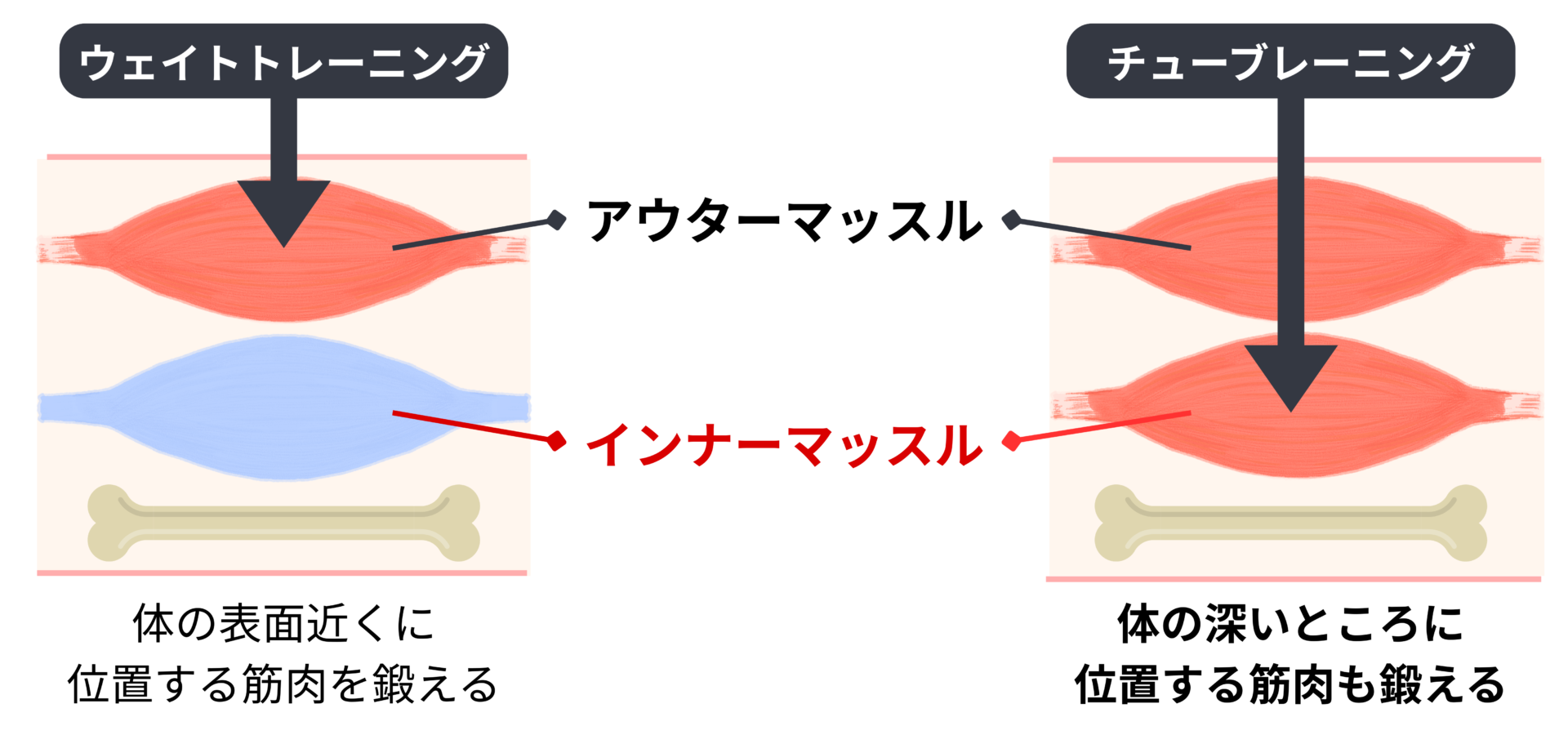 ウェイトトレーニングとチューブトレーニングの鍛え方の違い