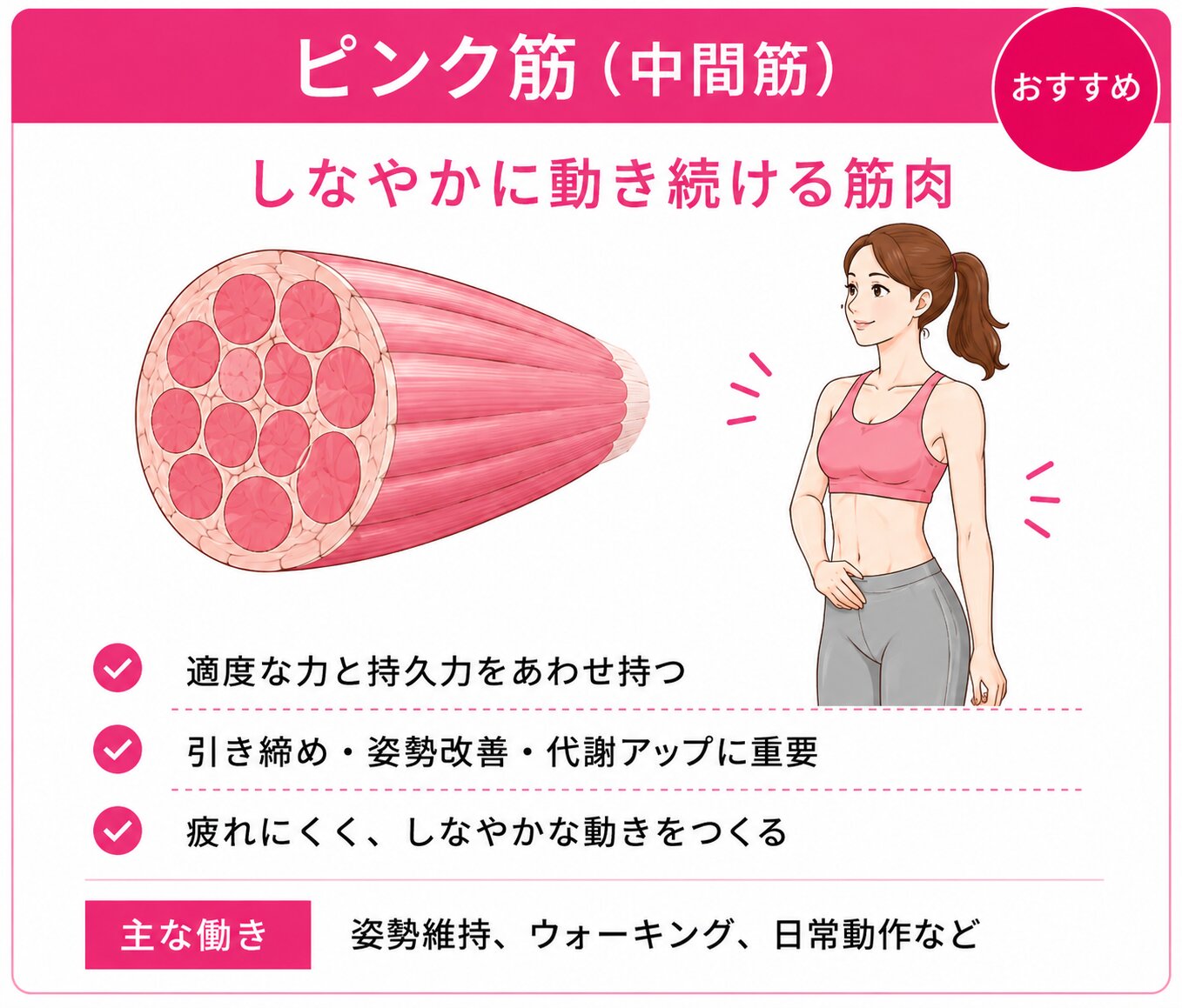 ピンク筋（中間筋）しなやかに動き続ける筋肉
