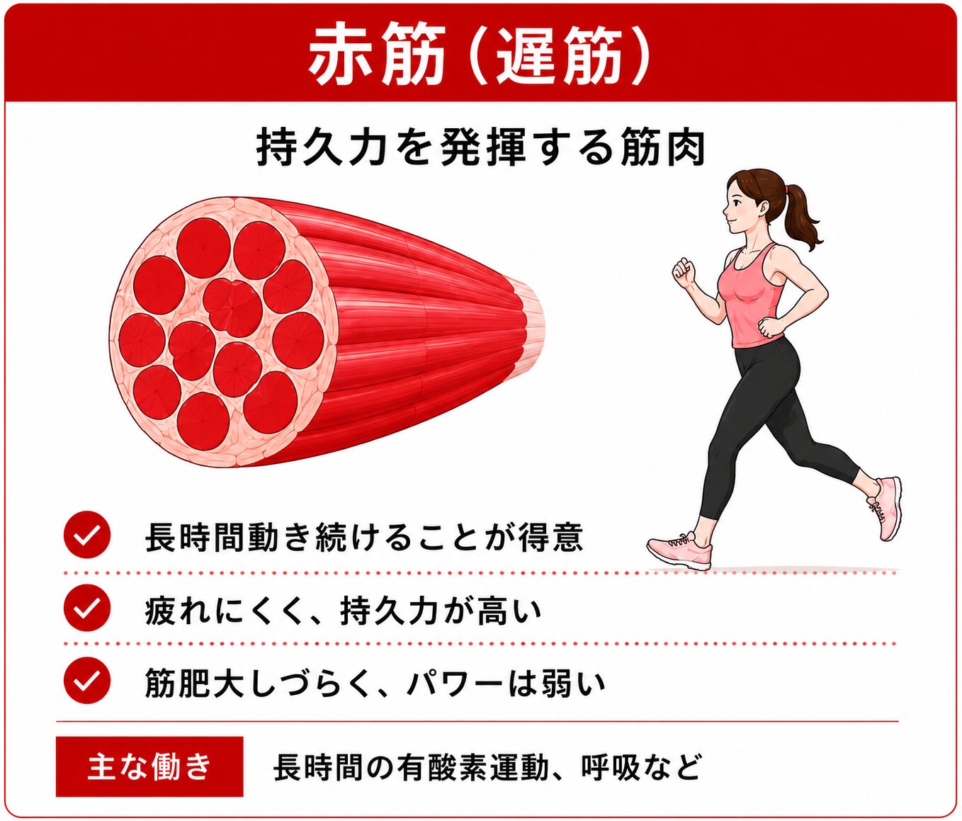 赤筋（遲筋）持久力を発揮する筋肉