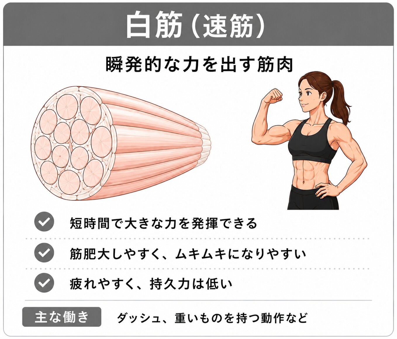 白筋（速筋）瞬発的な力を出す筋肉